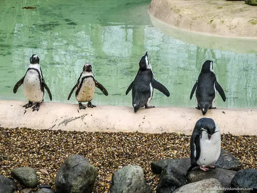 Penguins at the London Zoo