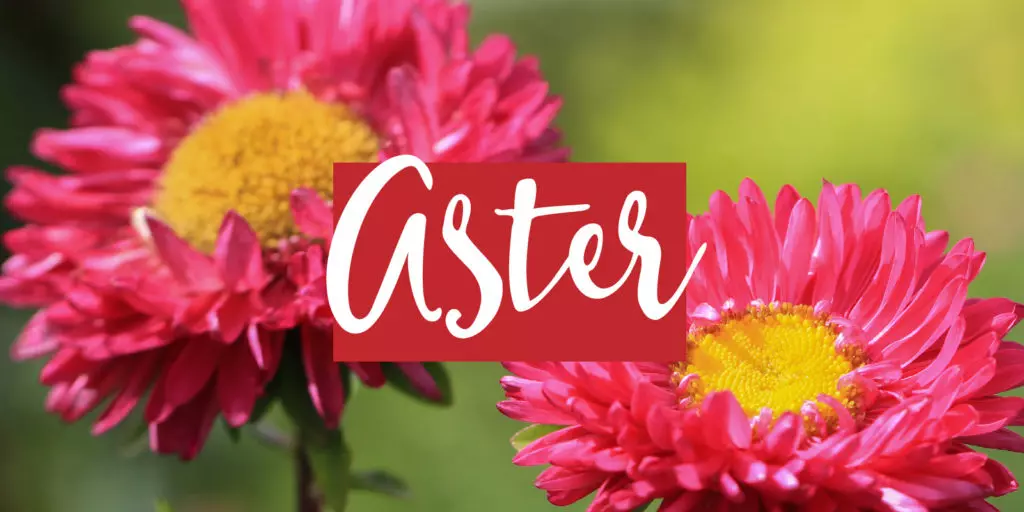 Featured image for the 20th anniversary flower gift theme of aster, a close-up of pink aster blooms with a text overlay that reads "aster"